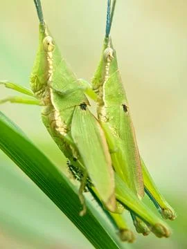 Slant-faced Grasshopper Atractomorpha Mating Macro Shot for Science Stock Photos