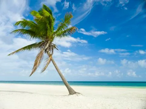 Slant palm tree on beach Stock Photos