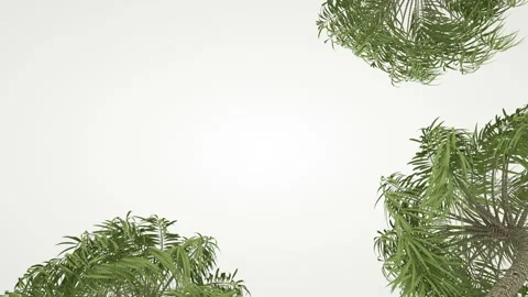 Slanted palm tree on a white background. Stockbeeldmateriaal 100922918