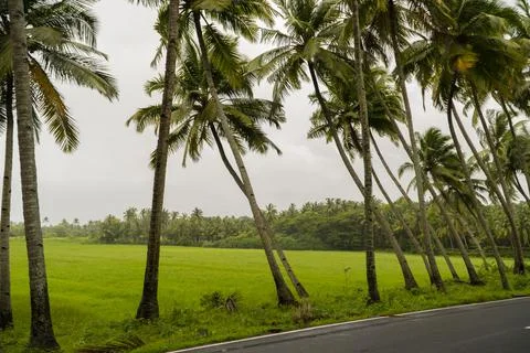 Slanted palm trees Stock Photos