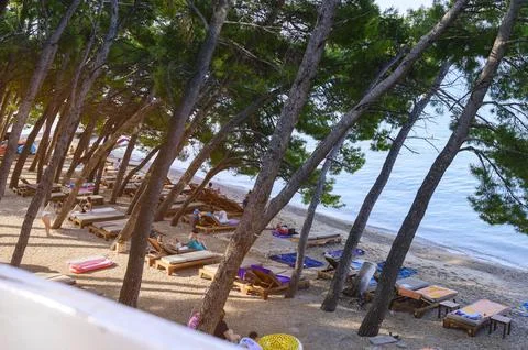 Slanted pine trees growing along a pebble beach providing natural shade for sun Stock Photos