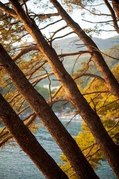 Slanted Pine Trees Overlooking Coastal Scenery Stock Photos