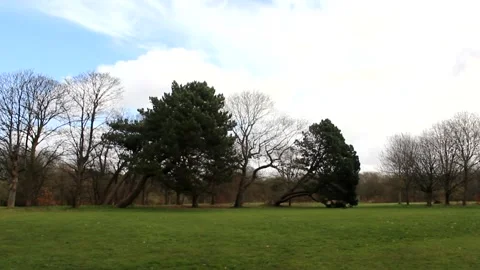 Slanted Trees RAW Stock Footage 237261546