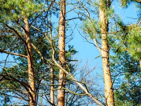 Slanting pine tree among the trunks of conifers Foto stock