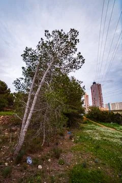 Slanting Pine Tree and High-Rise Towers Stock Photos