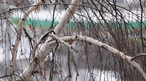 Slanting snow falls on background of leafless birch tree crown in city Stock Footage 67437382
