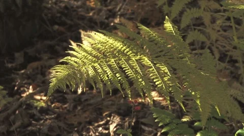 Slanting Sunlight Dappled Fern Stock Footage 8799475