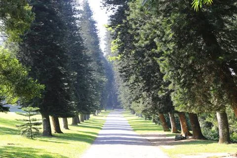 Slanting trees in park Stock Photos