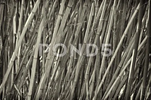Slanty bamboo Stock Photos