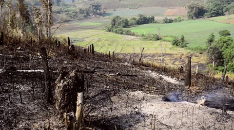 Slash and Burn Farming Stock Footage