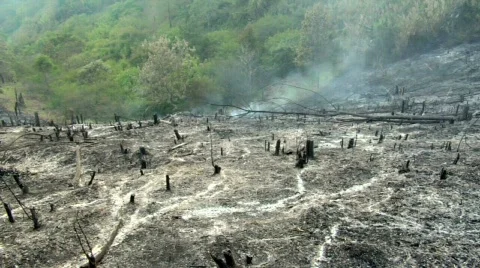 Slash and Burn Stock Footage 528628