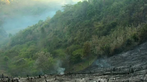 Slash and Burn Pan Stock Footage 528625