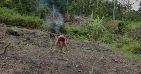 Slash and burn subsistence farmer planting crops in a tropical rainforest. Video stock 234722340