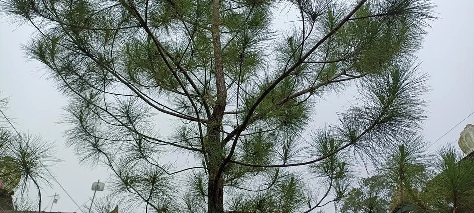 SLASH PINE Foto stock