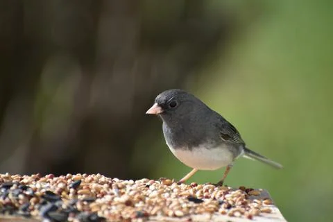A slate-colored junco at the bird feeder Stock Photos