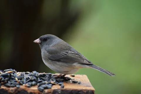 A slate-colored junco at the feeder Stock Photos