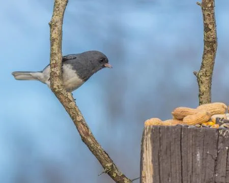 Slate-colored junco Stock Photos