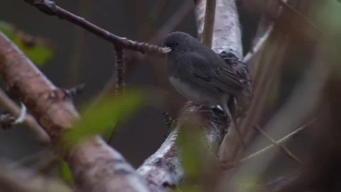 Slate Darkeyed Junco Perched in the Rain 库存影片 165134346