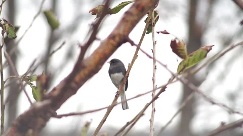 Slate Darkeyed Junco Perched in the Rain 库存影片 165134348