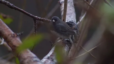 Slate Darkeyed Junco Waiting in the Rain 库存影片 165134342