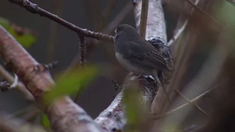 Slate Darkeyed Junco Waits in the Rain 库存影片 165134341