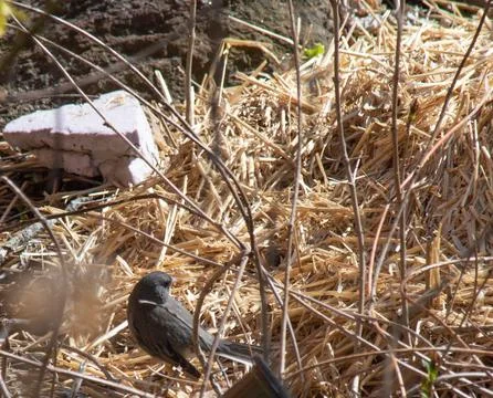 Slate junco Stock Photos