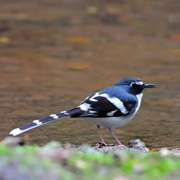 Slaty-backed forktail Stock Photos