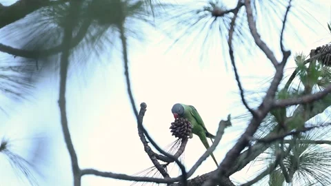 Slaty-headed parakeet Feeds on Pine Cone in a Forest Canopy Stock Footage 310552070