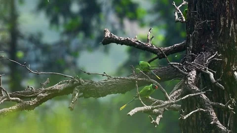 Slaty Headed Parakeets Perched on Dry Tree in Forest Video stock 337444679