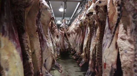 Slaughter butcher house hanging beef in freezer Stock Footage
