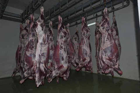 Slaughter house Stock Photos