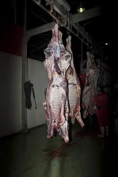 Slaughter house Stock Photos