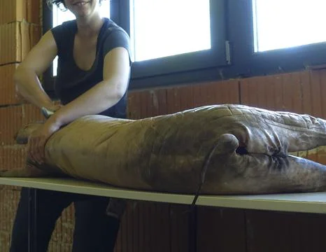 The slaughter of a pig Stock Photos