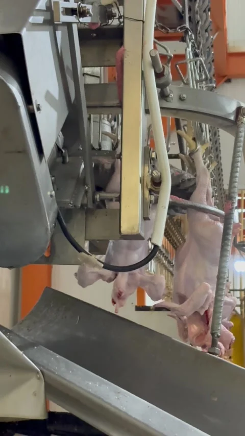Slaughtered chicken sliding on chute in poultry processing plant, vertical Stock Footage 345164593