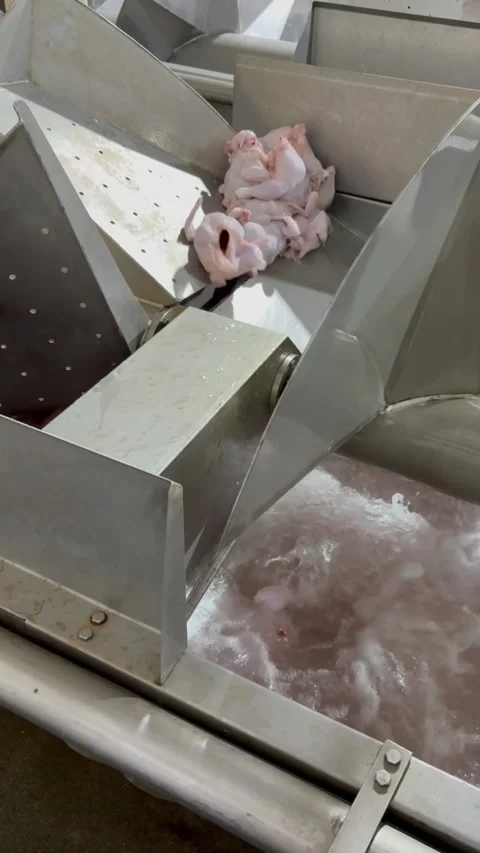 Slaughtered chickens dropping into chiller tank in slaughterhouse, vertical Stock Footage 345163790