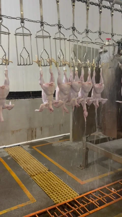 Slaughtered chickens hanging on conveyor line in plant, vertical Stock Footage 345164471