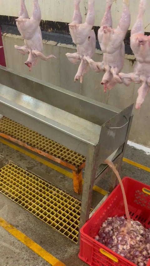 Slaughtered chickens hanging near processing equipment in plant, vertical Stock Footage 345164458
