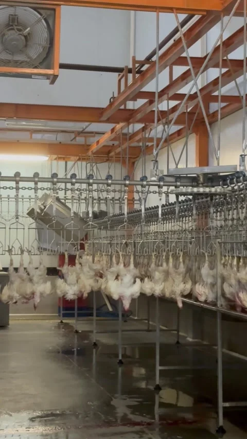Slaughtered chickens hanging on overhead conveyor line in plant, vertical Stock Footage 345164961