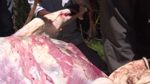 Slaughtered cow Stock Footage 164254452