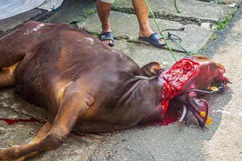 A slaughtered cow lies on the ground with its neck cut, blood pooling benea.. Stock Photos