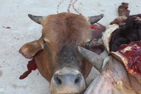 Slaughtered cow when Eid al-Adha, 스톡 사진