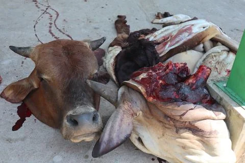 Slaughtered cow when Eid al-Adha, Stock Photos