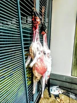 Slaughtered Goat Hanging on a Gate Stock Photos