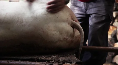Slaughtered pig during Autumm Video stock 47931414