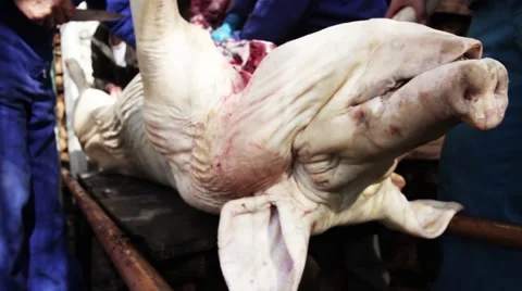 Slaughtered pig during Autumm Video stock 47931537