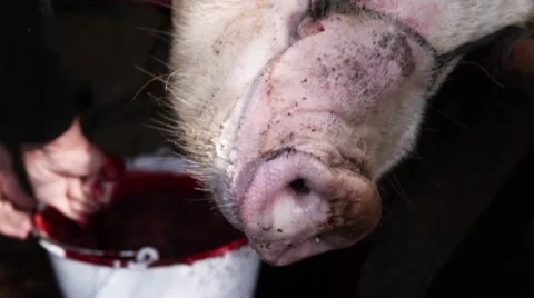 Slaughtered pig in the farm Video stock 47931331