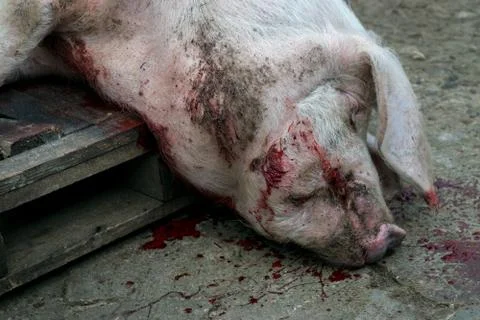 Slaughtered Pig Fotos de archivo