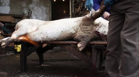 Slaughtered pig in the table Video stock 47931979