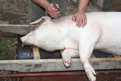 Slaughtered pigs Foto stock