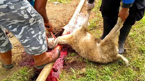 Slaughtered sheep in Islamic holiday, eid al-adha festival, islamic holiday Stock Footage 94134366
